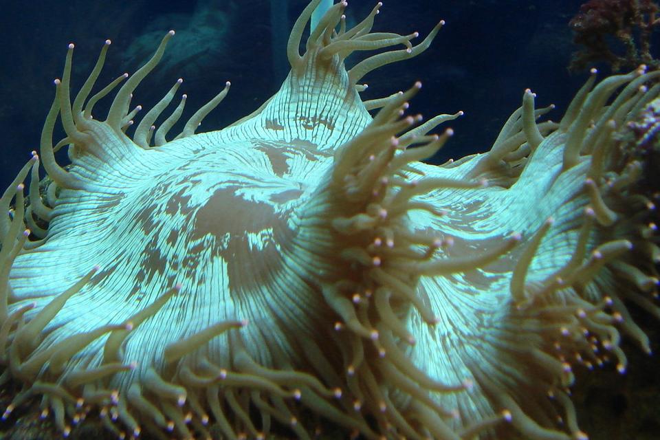 corals inverts - catalaphyllia jardinei - elegance coral stocking in 44 gallons tank - Elegance Coral