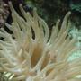 corals inverts - entacmaea quadricolor - bulb anemone stocking in 44 gallons tank - Bubbletip Anemone