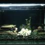30 gallons freshwater fish tank (mostly fish and non-living decorations) - Angelfish tank