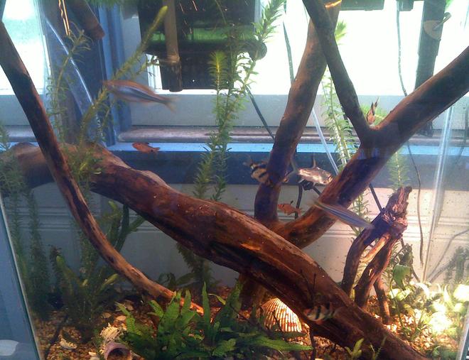 30 gallons planted tank (mostly live plants and fish) - second picture