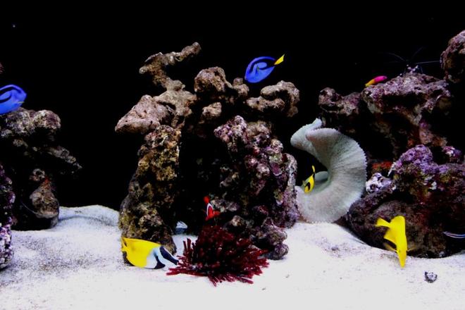 saltwater fish - paracanthurus hepatus - blue tang stocking in 60 gallons tank - A 6ft FOWLR Tank located at where i work in Singapore, STOLZ Engrg...