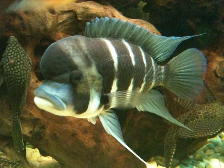 Rated #8: Freshwater Fish - Cyphotilapia Frontosa - Frontosa Cichlid Stocking In 132 Gallons Tank - my frontosa and royal plec in background