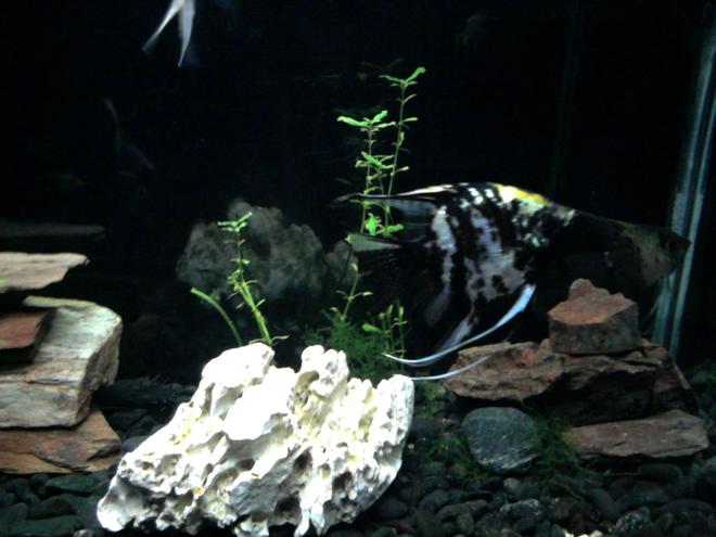 freshwater fish - pterophyllum sp. - koi angel stocking in 30 gallons tank - "Tiger"