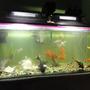 fish tank picture - the old setup of the same tank