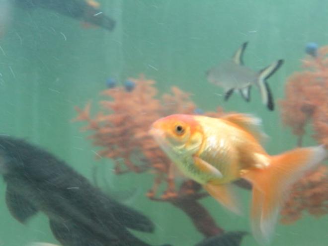 freshwater fish - carassius auratus - fantail goldfish, red stocking in 68 gallons tank - my red gold,bala shark and pelco