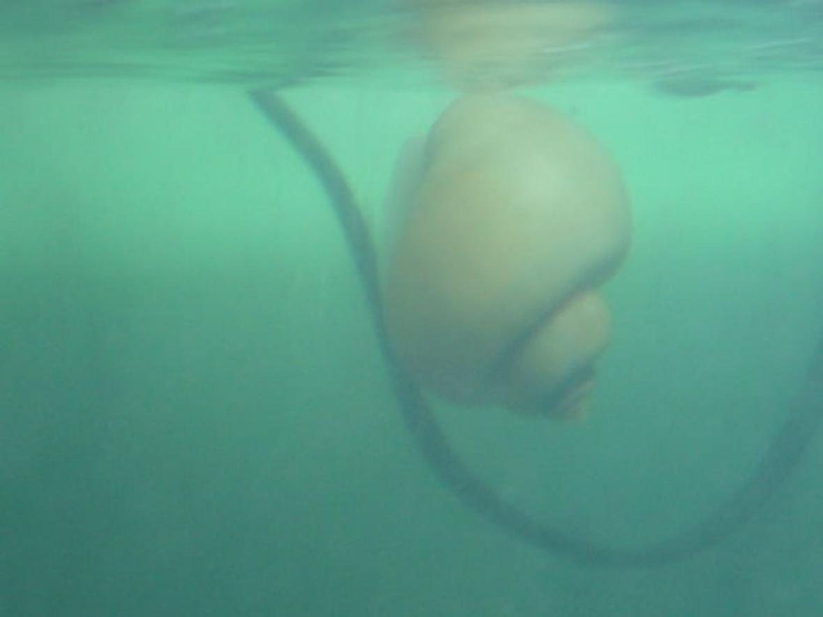 corals inverts - pomacea canaliculata - apple snail stocking in 68 gallons tank - Apple snail he was just 2cm wen he cam to my tank nw he is 1an half yr old and 4 inches