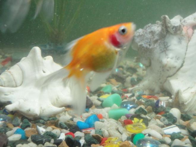 freshwater fish - carassius auratus - crown pearlscale goldfish stocking in 68 gallons tank - small pearlscale gold fish but growing fast