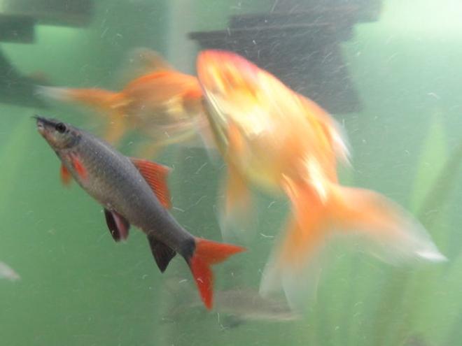 freshwater fish - epalzeorhynchos frenatus - rainbow shark stocking in 68 gallons tank - rainbow shark and bubble eye gold