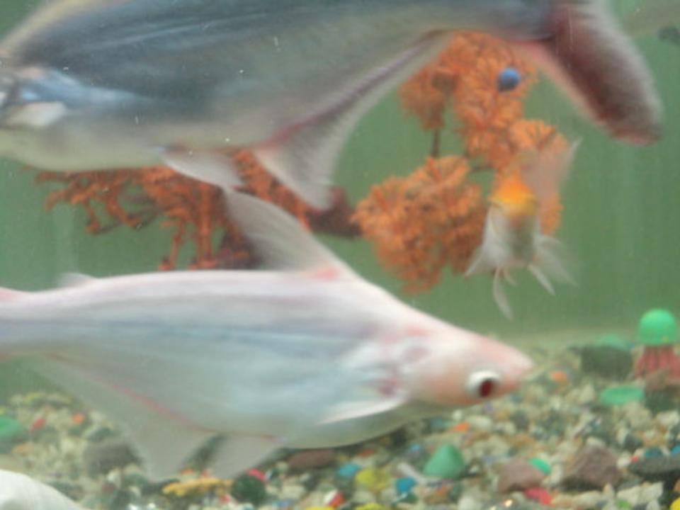 freshwater fish - galeocerdo cuvier - tiger shark stocking in 68 gallons tank - both albino and black tiger shark