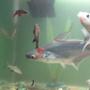 freshwater fish - galeocerdo cuvier - tiger shark stocking in 68 gallons tank - black rainbow sharks,behind albino rainbow shark,bala silver sharks,tiger shark and subyunkin gold