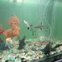 fish tank picture - bala shark,rainbow shark,black moore,orenda gold fish and big leoperd pelco