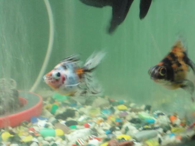 freshwater fish - carassius auratus - telescope goldfish stocking in 68 gallons tank - Short Body rynchu telescopic golds in my tank