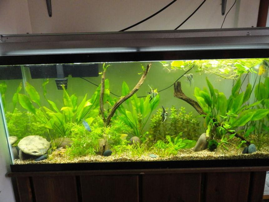 Rated #105: 55 Gallons Planted Tank - 55 gallon planted