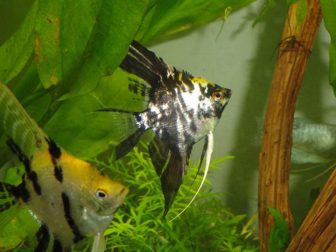 freshwater fish - pterophyllum sp. - marble veil angel stocking in 55 gallons tank - angelfish