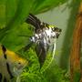 freshwater fish - pterophyllum sp. - marble veil angel stocking in 55 gallons tank - angelfish