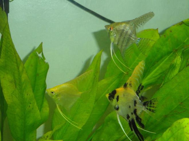 freshwater fish - pterophyllum sp. - gold veil angel stocking in 55 gallons tank - angelfish