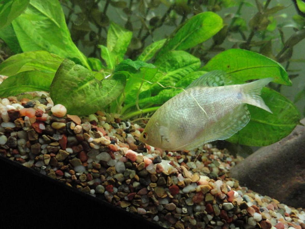 55 gallons freshwater fish tank (mostly fish and non-living decorations) - platinum gourami three spot