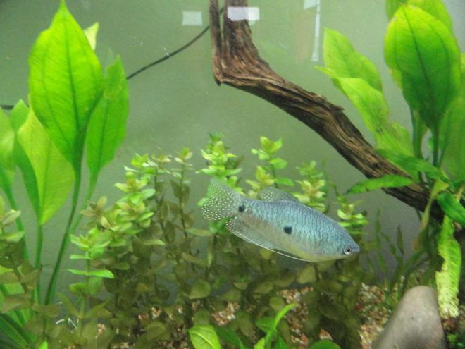 freshwater fish - trichogaster trichopterus - blue gourami stocking in 55 gallons tank - three spot gourami blue