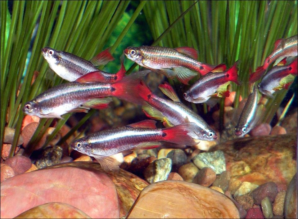 freshwater fish - tanichthys albonubes - long fin white cloud stocking in 30 gallons tank - Meteor Minnows