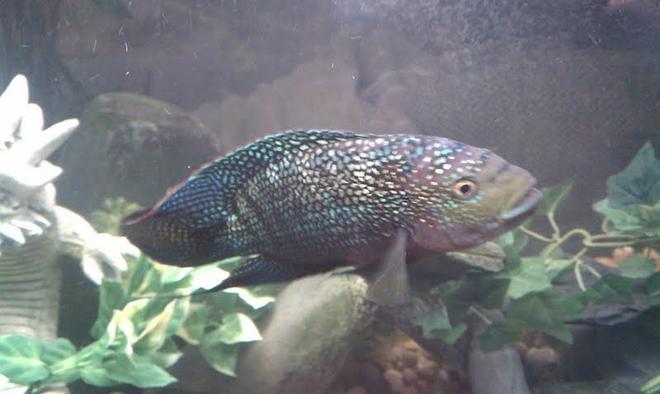 freshwater fish - nandopsis octofasciatum - jack dempsey stocking in 125 gallons tank - Sluggah my Dempsey