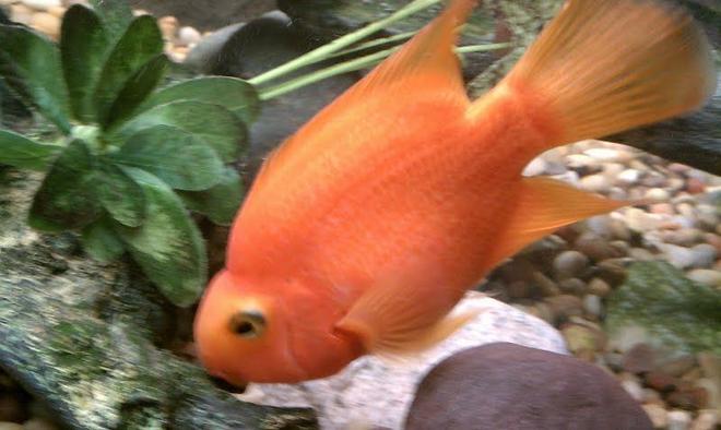 freshwater fish - heros severus x amphilophus citrinellum - blood parrot stocking in 125 gallons tank - Crackah my roughneck Parrot