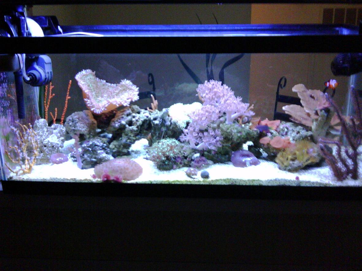 20 gallons reef tank (mostly live coral and fish) - Reef side 1