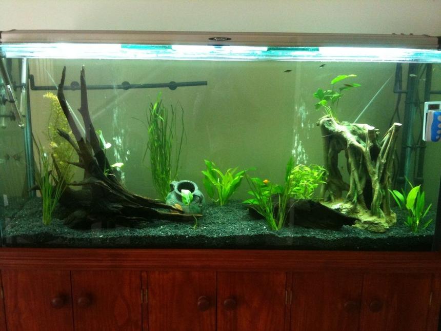 Rated #165: 120 Gallons Planted Tank - Day view
