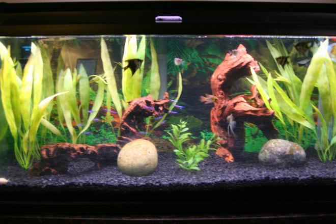 40 gallons freshwater fish tank (mostly fish and non-living decorations) - tank set up with an amazonian theme/vibe/ambiance/decor: 4 young angels
3 blue long fin rams
2 hatchets
12 cardinal tetras
3 cory cats
1 small bushy nose pleco