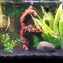 fish tank picture - close up on driftwood and fish
