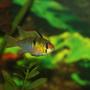 freshwater fish - papiliochromis ramirezi - german blue ram stocking in 40 gallons tank - long fin ram