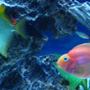 freshwater fish - monodactylus argenteus - mono stocking in 135 gallons tank - My Mono and Parrot fish