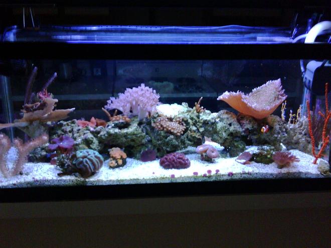 20 gallons reef tank (mostly live coral and fish) - reef side 2