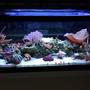 20 gallons reef tank (mostly live coral and fish) - reef side 2