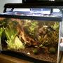 125 gallons planted tank (mostly live plants and fish) - Natural 20G...Its running a Bio-Wheel 200 and a 50w Pro Stealth heater. Eco-Complete substrate and african driftwood(still leeching after 6 months) The plants are wisteria, hornwort, java fern, anacharis, baby dwarf tears and floating baby tears. A Madagascar lace, plus some others I cant remember the names. Plus 2 marimo moss balls. The inhabitants are 2 dwarf gouramis, 2 blue rams, 2 black mollys, 2 long finned leopard danios, 2 zebra danios and 2 mystery snails.