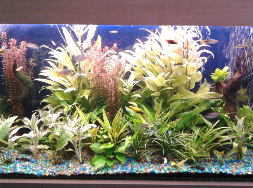 Rated #93: 75 Gallons Planted Tank - All live plants with lots of fish.
