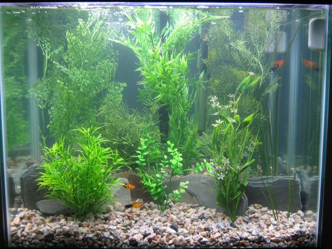 25 gallons freshwater fish tank (mostly fish and non-living decorations) - 25 gallon Tank, 2 weeks after setup, 2 day with fish