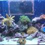 30 gallons reef tank (mostly live coral and fish) - My reef tank