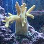 corals inverts - sinularia sp. - finger leather coral stocking in 30 gallons tank - coral