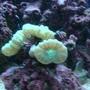 corals inverts - caulastrea furcata - candy cane coral stocking in 30 gallons tank - candy cane