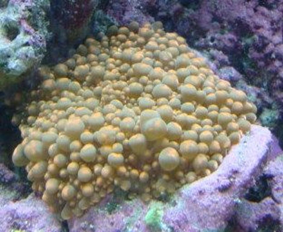 corals inverts - ricordea yuma - flower / ricordea mushroom, green stocking in 30 gallons tank - Ricordea