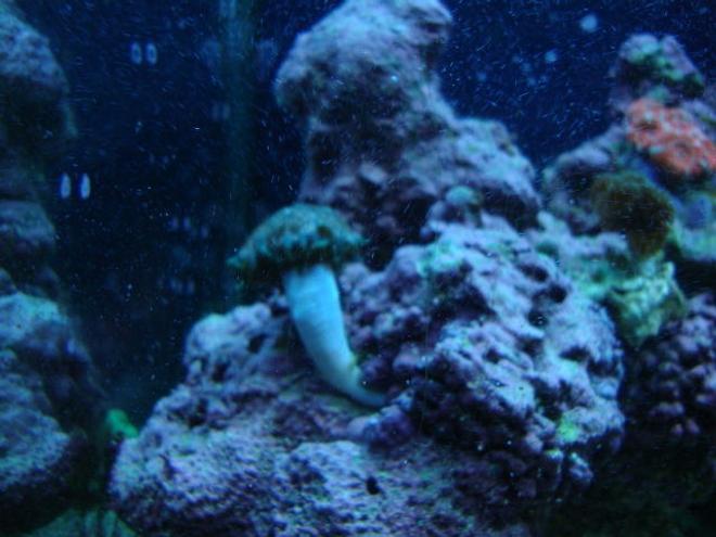 corals inverts - epicystis crucifer - rock flower anemone stocking in 30 gallons tank - Green flower anenome