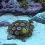 corals inverts - zoanthus sp. - colony polyp stocking in 30 gallons tank - Clown house