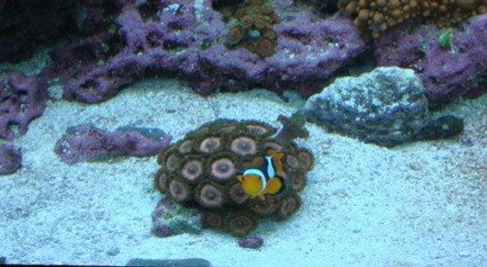 corals inverts - zoanthus sp. - colony polyp stocking in 30 gallons tank - Clown house