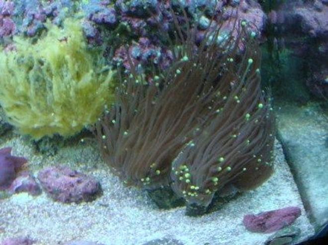 corals inverts - euphyllia glabrescens - torch coral stocking in 30 gallons tank - Torch