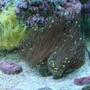 corals inverts - euphyllia glabrescens - torch coral stocking in 30 gallons tank - Torch