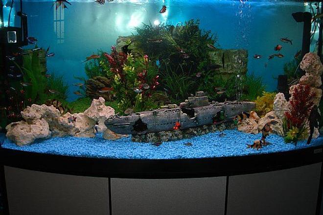 165 gallons freshwater fish tank (mostly fish and non-living decorations) - 70 Gal Community tank