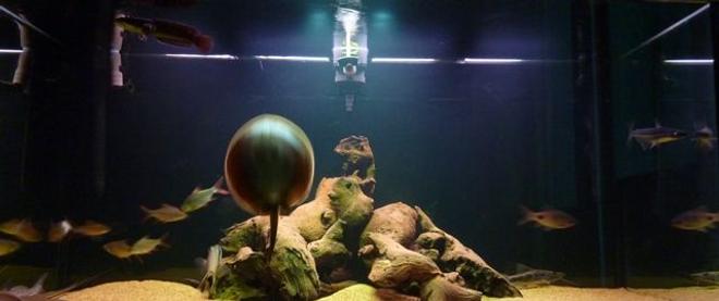 200 gallons freshwater fish tank (mostly fish and non-living decorations) - stingray trying to escape!!! ahhh