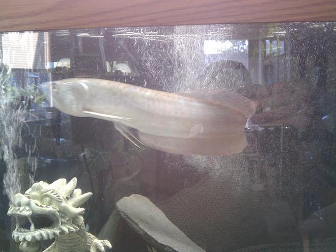 freshwater fish - osteoglossum bicirrhosum - silver arowana stocking in 125 gallons tank - Silky Johnson my Silver Arowana