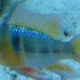 freshwater fish - papiliochromis ramirezi - german blue ram stocking in 135 gallons tank - My German blue ram