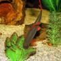 freshwater fish - epalzeorhynchos frenatus - rainbow shark stocking in 65 gallons tank - My Rainbow Shark looking for something to eat